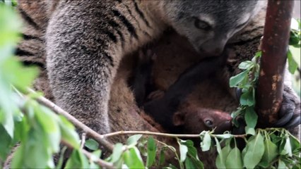 Sulawesi bear cuscus born in captivity for first time