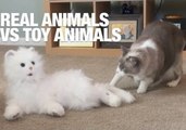 Attack of the Clones! Real Animals Vs. Toy Animals
