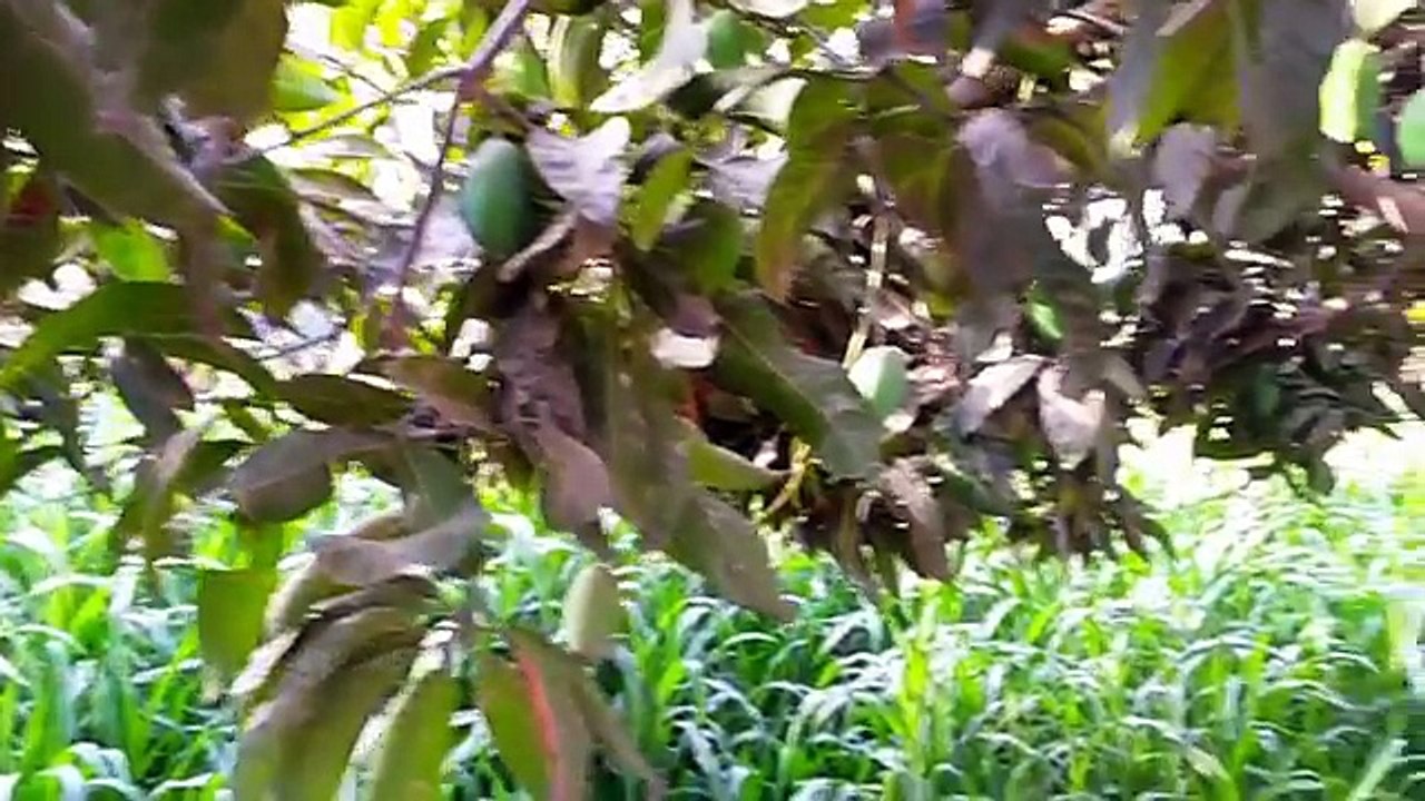 Pakistani Punjab (Pind) Natural Village Rural Life