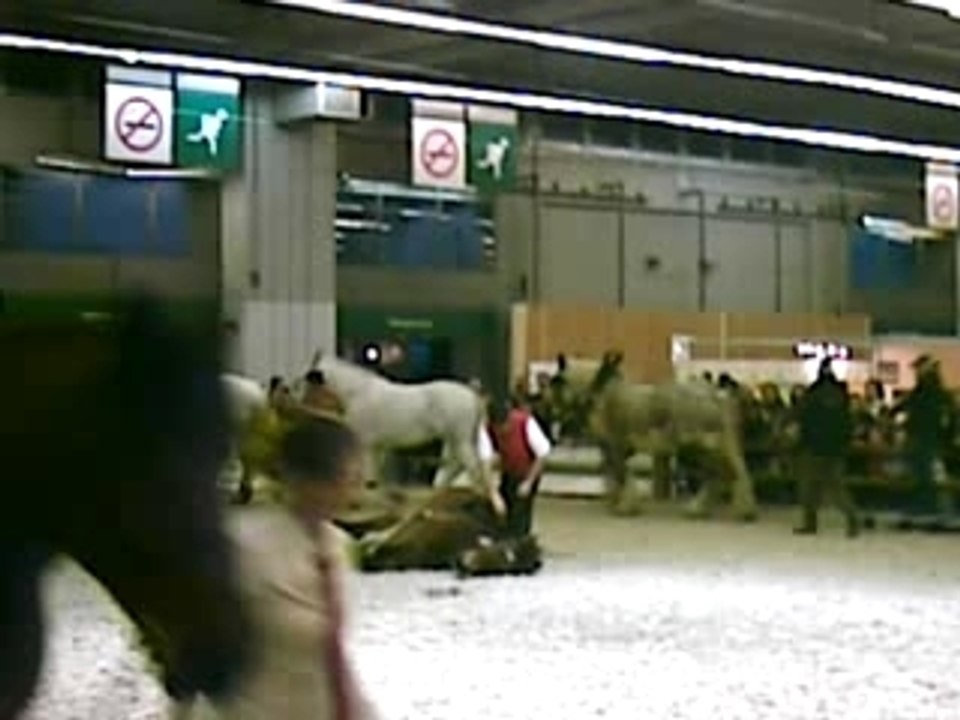 Salon du cheval: chevaux de trait