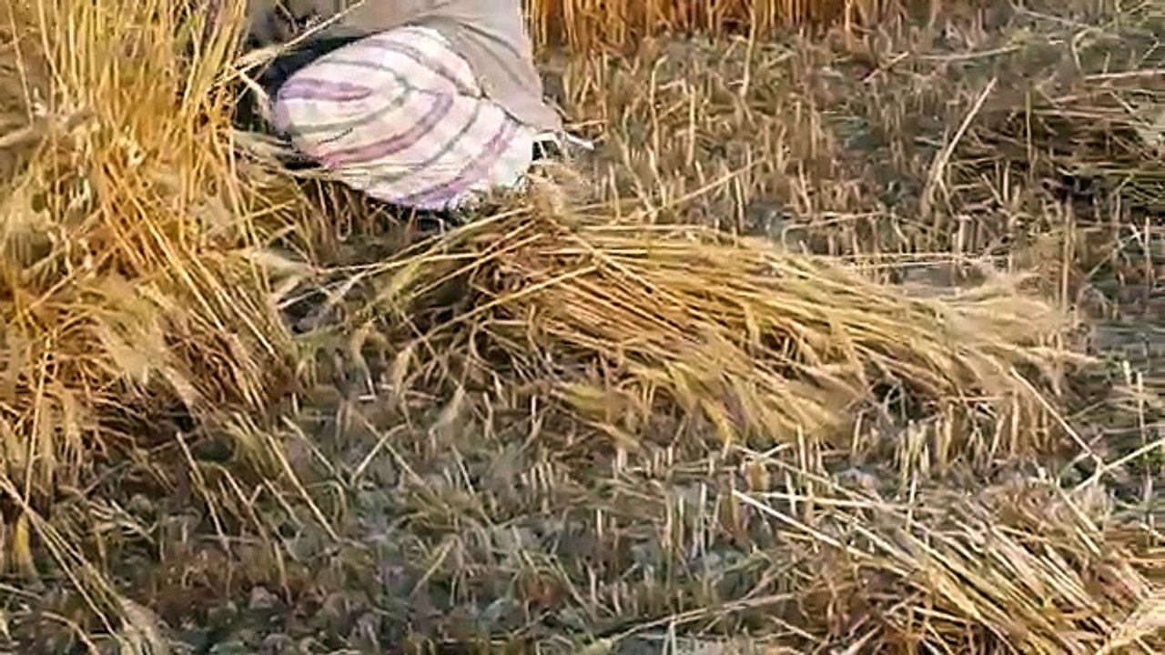 Agriculture Farms Cutting Harvesting The Wheat In Punjab Village _ Complete Proc
