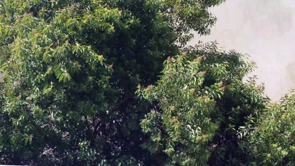 Large Brush Fire in San Diego