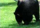 Mama Bear and Her Cub Play With Bird Feeder in Connecticut