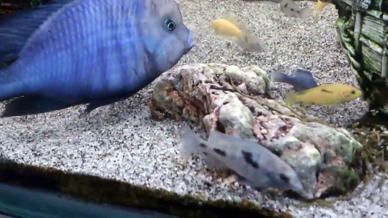 Yunus Ciklet Çiftleşmesi