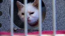 More Than 60 Cats Removed from `Deplorable Conditions` at Wisconsin Home