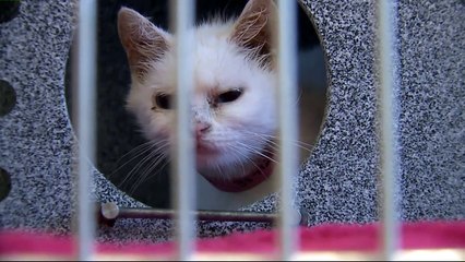 More Than 60 Cats Removed from `Deplorable Conditions` at Wisconsin Home