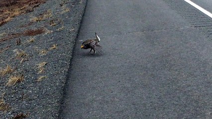 Incredible Dance of the Sharp-tailed Grouse