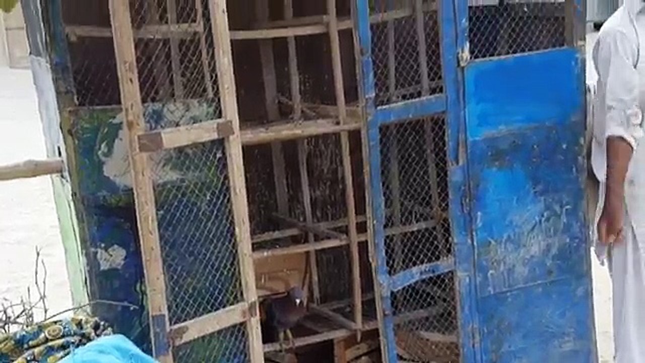 Best Fighter Pigeons (Kabootar) In My Punjab Village 2018