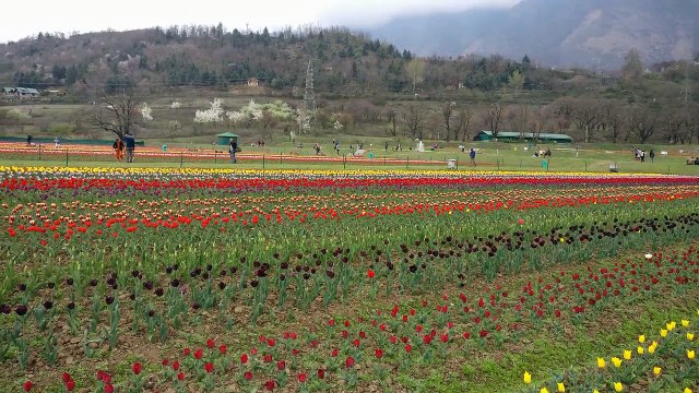 Tulip garden Srinagar Kashmir in 4K - India -2018