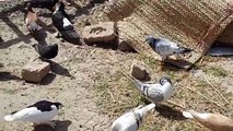 Fighter Pigeons (Kabootar) With Home Breeders In My Punjab Village Pakistan
