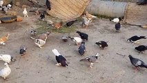 Fighter Racer Khokha (Kabootar) Pigeons In Pakistan