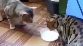 Gatitos comparten recipiente con leche