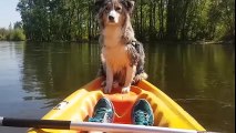 Dog Falls Asleep While Standing On Kayak