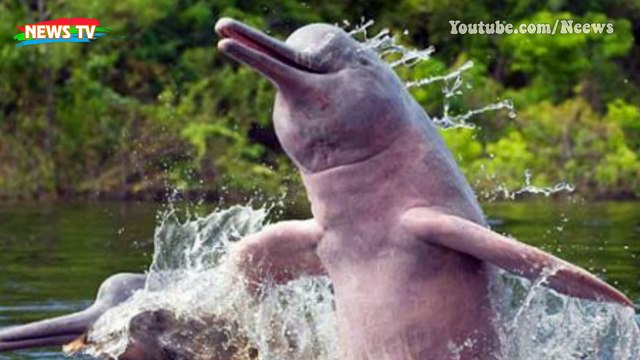 Top 9 động vật săn mồi nguy hiểm nhất Thế giới