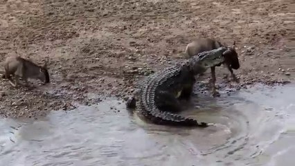 Cocodrilo gigante devora ñu