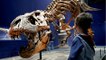عرض هيكل تيرانوصور ركس بعمر 67 مليون سنة للمرة الأولى في فرنسا