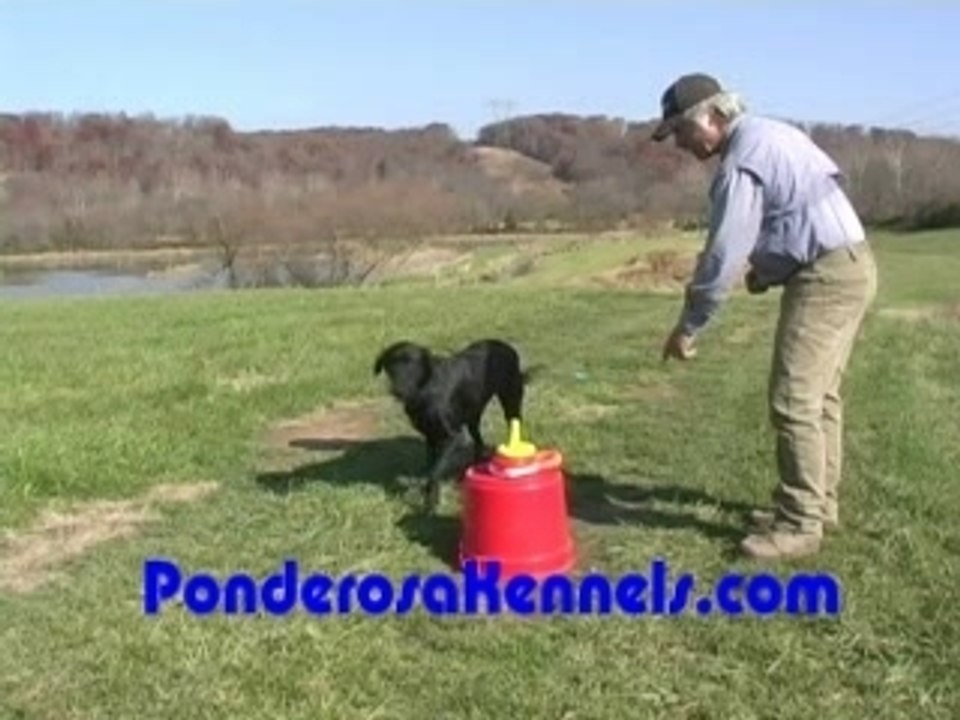 Training a dog trick, with Pat Nolan