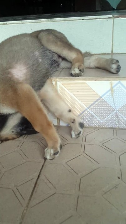 Funny Dogs Who Lost The Fight Against Sleep