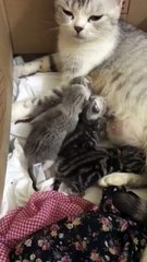 Mama Cat Nurse Other Cats Babies