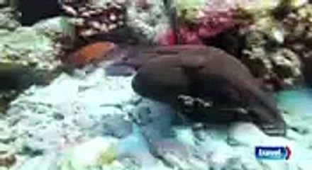 Mysterious Islands S01E01 ,Tv series 2018 Fullhd mos season online free