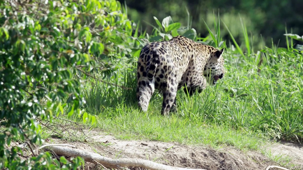 Brazil Untamed Series 1 4of5 Jaguar Den