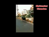 Bull Climb On Girls - Viral Indian - 2 Girls and Bull