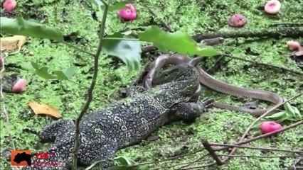 Dragon Land Fight Cobra -   Brutal Battle of Reptiles
