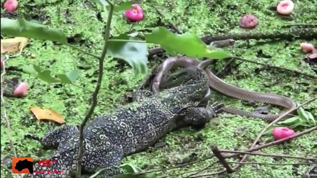 Dragon Land Fight Cobra -   Brutal Battle of Reptiles