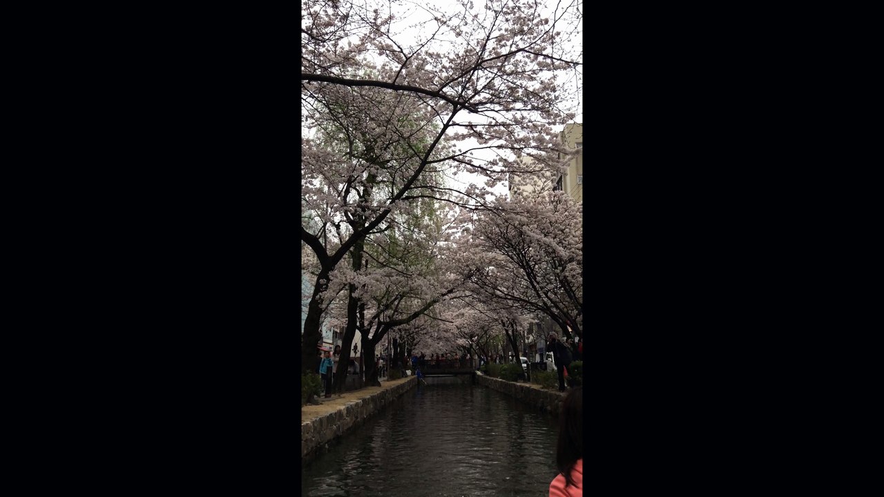 벚꽃 : 키야마치도리｜Cherry Blossom : Kiyamachi Dori｜桜 : 木屋町通 八之舟入址