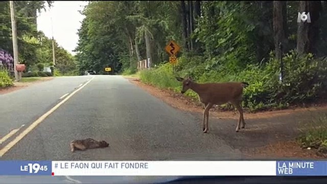 Buzz : Une biche vient en aide à son faon sur une route américaine et fait craquer le web - Regardez