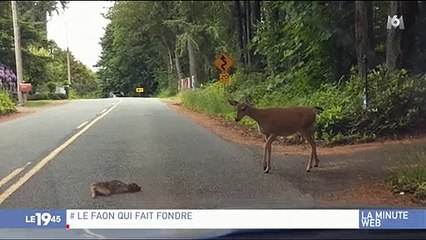 Buzz : Une biche vient en aide à son faon sur une route américaine et fait craquer le web - Regardez