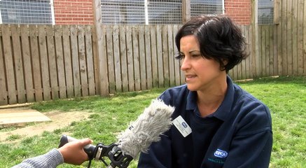Keeping Dogs Safe in Hot Weather