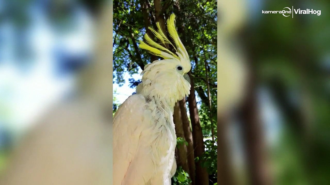 Wach-Vogel: Kakadu bellt wie ein Hund