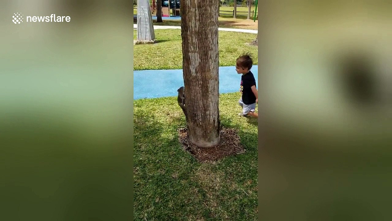 Little boy plays 'chase' with squirrel around tree