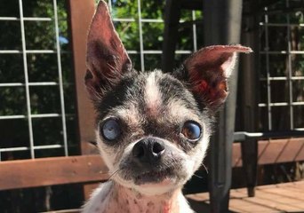 Dog Rescued From Meat Truck in China Now Recovering in California