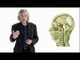Steven Pinker: Linguistics as a Window to Understanding the Brain
