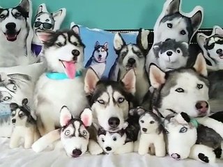 Deux huskies cachés au milieu de peluches