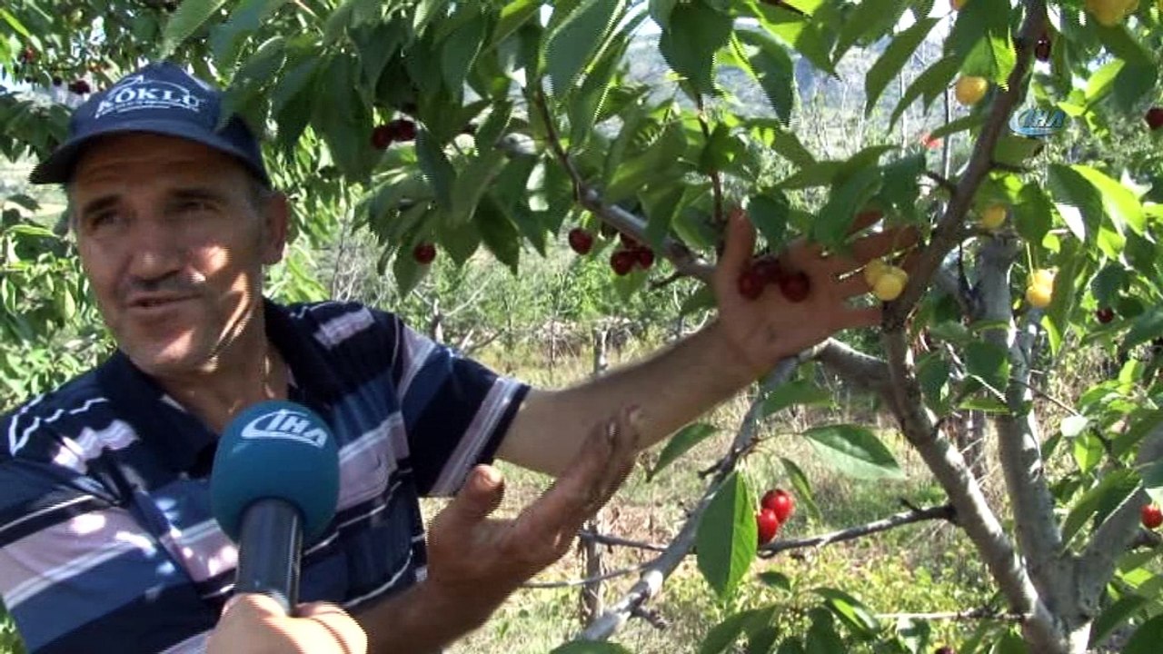 Bir dalda iki kiraz 'biri al biri beyaz'