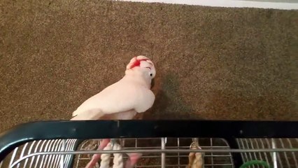 This cockatoo goes on a savage rant! You could say he is one of the Angry Birds!