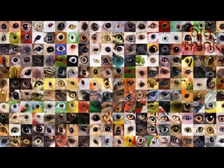 E.O. Wilson Reflects on His Career and Stresses the Importance of Biodiversity