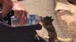 Thirsty Squirrel Grabs a Drink From Grand Canyon Visitors
