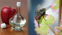 Home Remedies to get rid of Houseflies: मक्खियों से छुटकारा दिलाएंगे ये आसान घरेलू उपाय | Boldsky