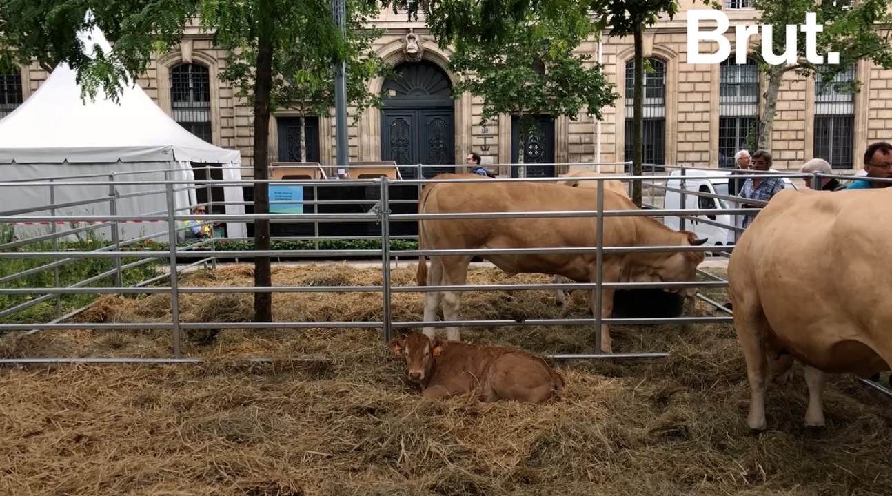 L'artiste Gad Weil a installé une ferme en plein Paris