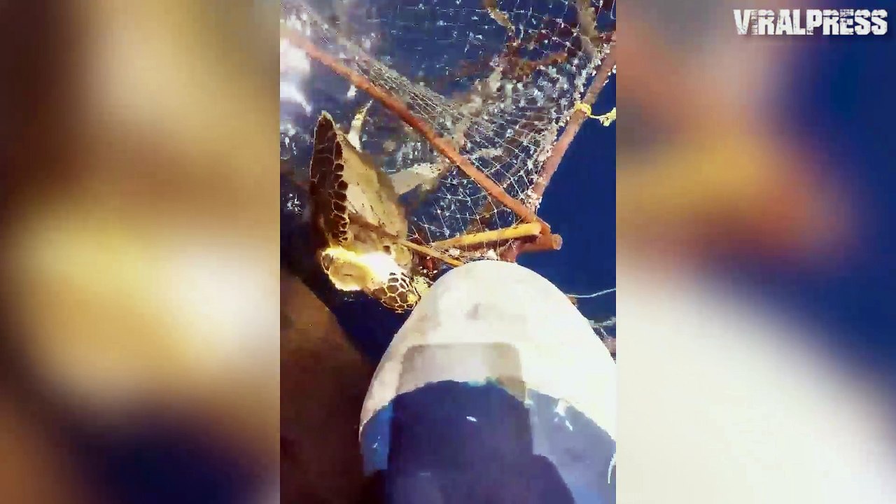 Two Sea Turtles Rescued