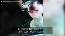 French bulldog sings opera like a tenor