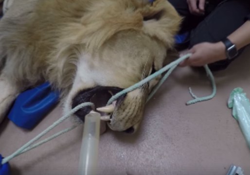 Denver Zoo Sends Lion Off Into Peaceful Snooze to Provide Veterinary Care
