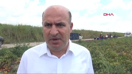 Adana Domatesi Hastalık Vurdu