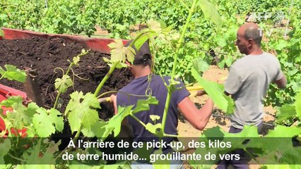 Dans des vignes de Provence, le lombric à la rescousse