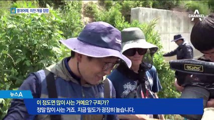 남미 사는 열대어떼, 어떻게 이천 개울 점령했나?