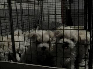 Bébés de Ace et Jolie